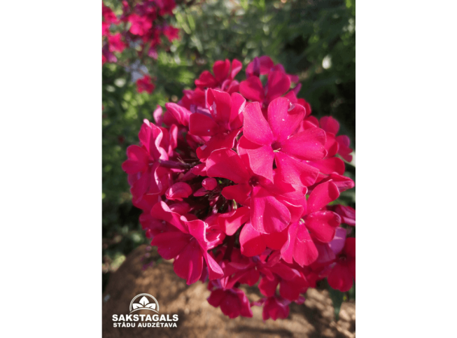 Phlox paniculata   'Tequila Sunrise'